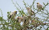 Wattled Starlingborder=